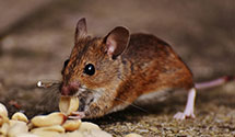 24 Hour & Emergency Exterminators in Marlboro, VT